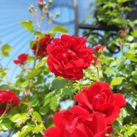 Studio- View Golf דירה *